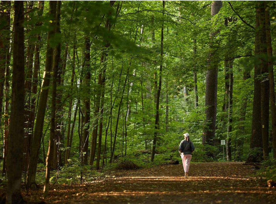 Forest Trail